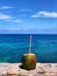 Fruit growing on land against sea