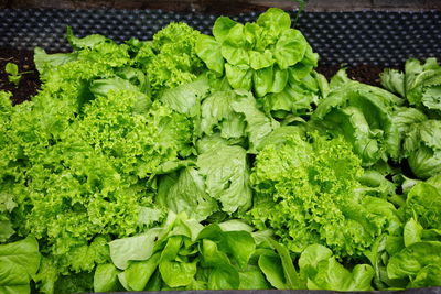 High angle view of fresh green leaves