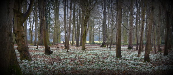 Trees in forest