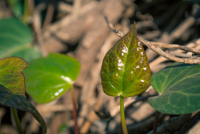 Close-up of fresh green plant