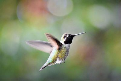 Close-up of bird flying