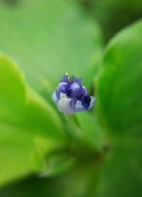 Close-up of purple flower