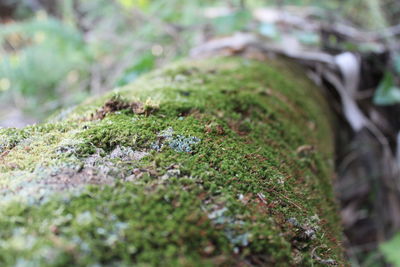 Close-up of grass