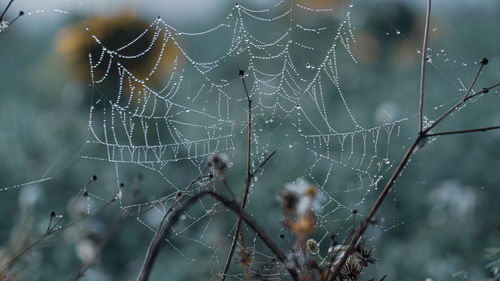 Close-up of raindrops on spider web