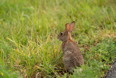 Close-up of rabbit on field