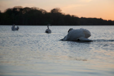 Swan floating on virginia water lake at sunset
