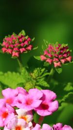 Close-up of pink flower