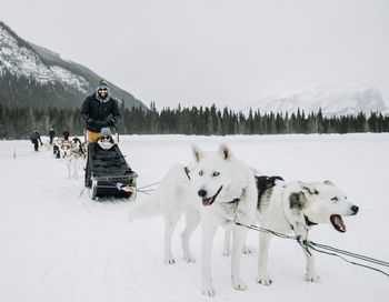 Couple sits in dogsled led by dogs on frozen lake in winter