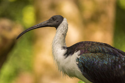 Close-up of a bird