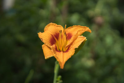 Close-up of orange leaf