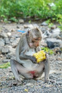 Monkey eating food