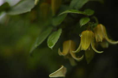 Close-up of flower against blurred background