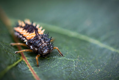 Close-up of insect on leaf