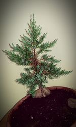 Close-up of potted plant