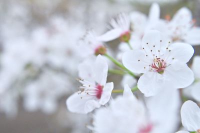 Close-up of white flowers on branch