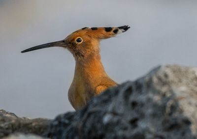 Close-up of a bird against rock