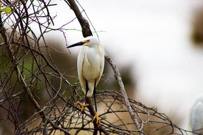 Close-up of bird perching on branch