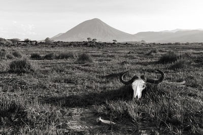 View of sheep on field