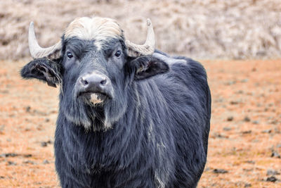 Portrait of horse on field