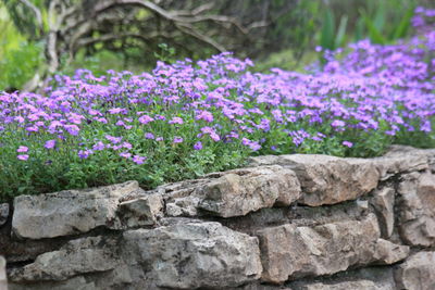 Purple flowers blooming in park