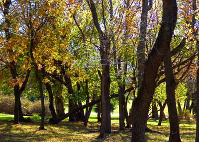 Trees in forest