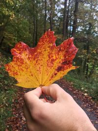 Close-up of hand holding maple leaves during autumn