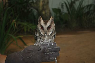 Close-up of owl perching on hand