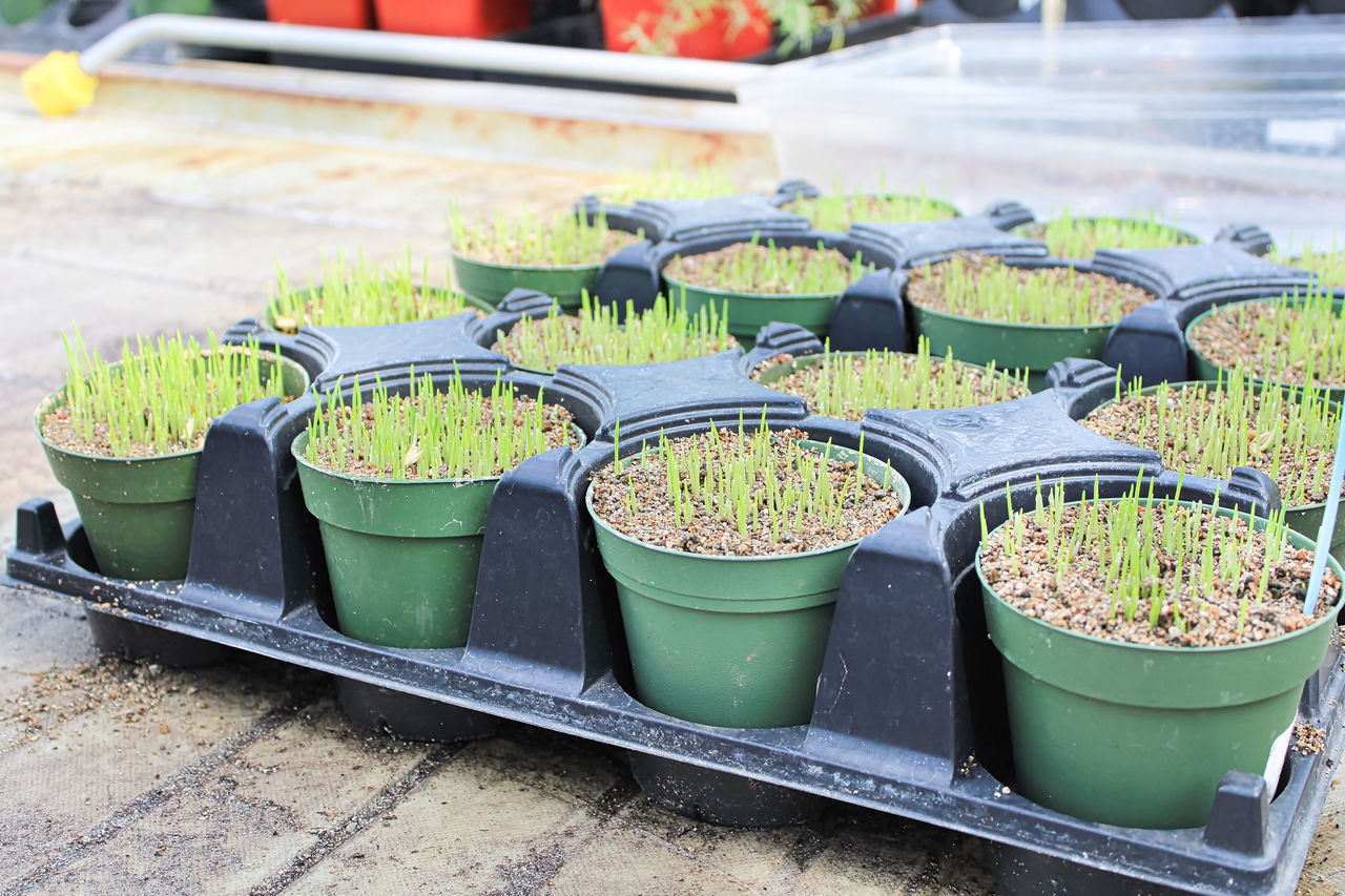 CLOSE-UP OF POTTED PLANTS AT MARKET