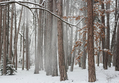 Trees on snow covered land