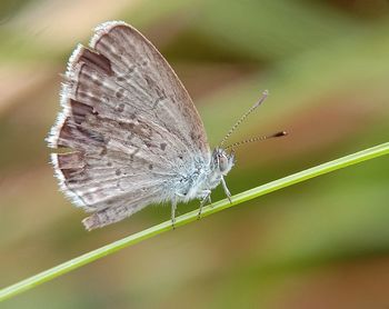 Butterfly on leaf