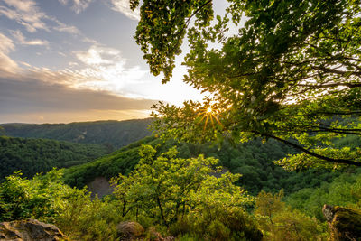Scenic view of forest against sky
