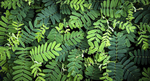 Full frame shot of leaves