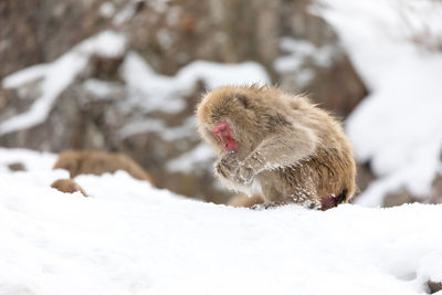 Japanese snow monkey