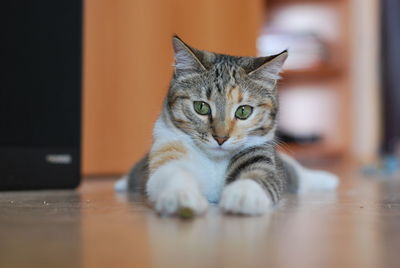 Portrait of cat sitting on floor at home