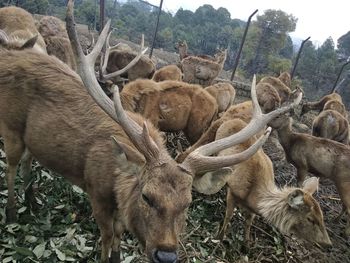 Deer in a field