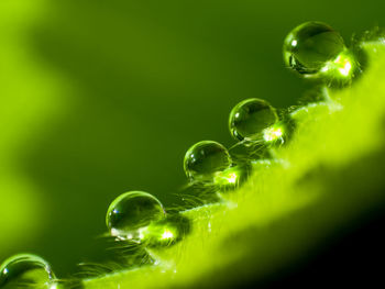 Macro shot of dew drops on plant