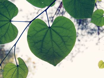 Close-up of fresh green leaves