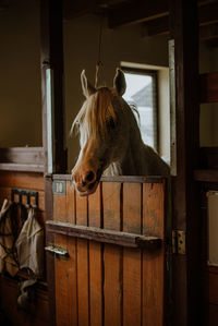 Close-up of a horse