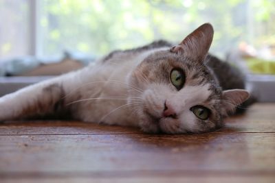 Close-up portrait of a cat lying on floor