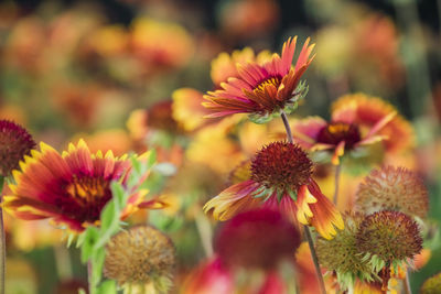 Close-up of pink flowering plants