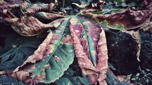 Close-up of dry leaves