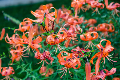 A cluster of fully opened tiger lily blossoms in the garden