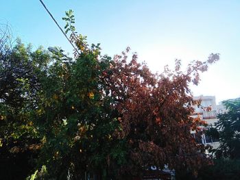 Low angle view of trees against clear blue sky