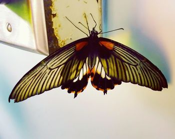 Close-up of butterfly on leaf