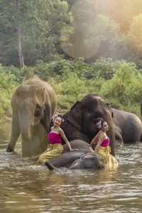 Full length of elephant in a forest