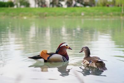 Ducks swimming in lake