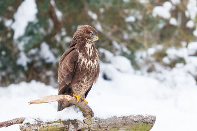 Buzzard spies for prey in cold winter