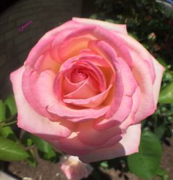 Close-up of pink rose