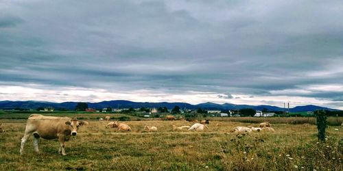 Horses in a field