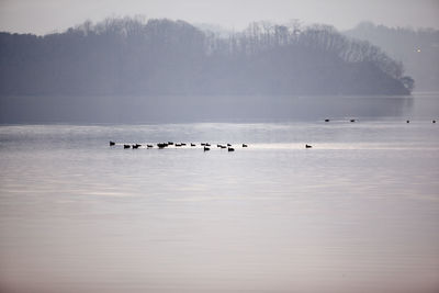 Birds in lake against sky